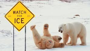 bear sliding on ice.3.jpg