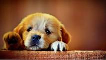 sad puppy.jpg